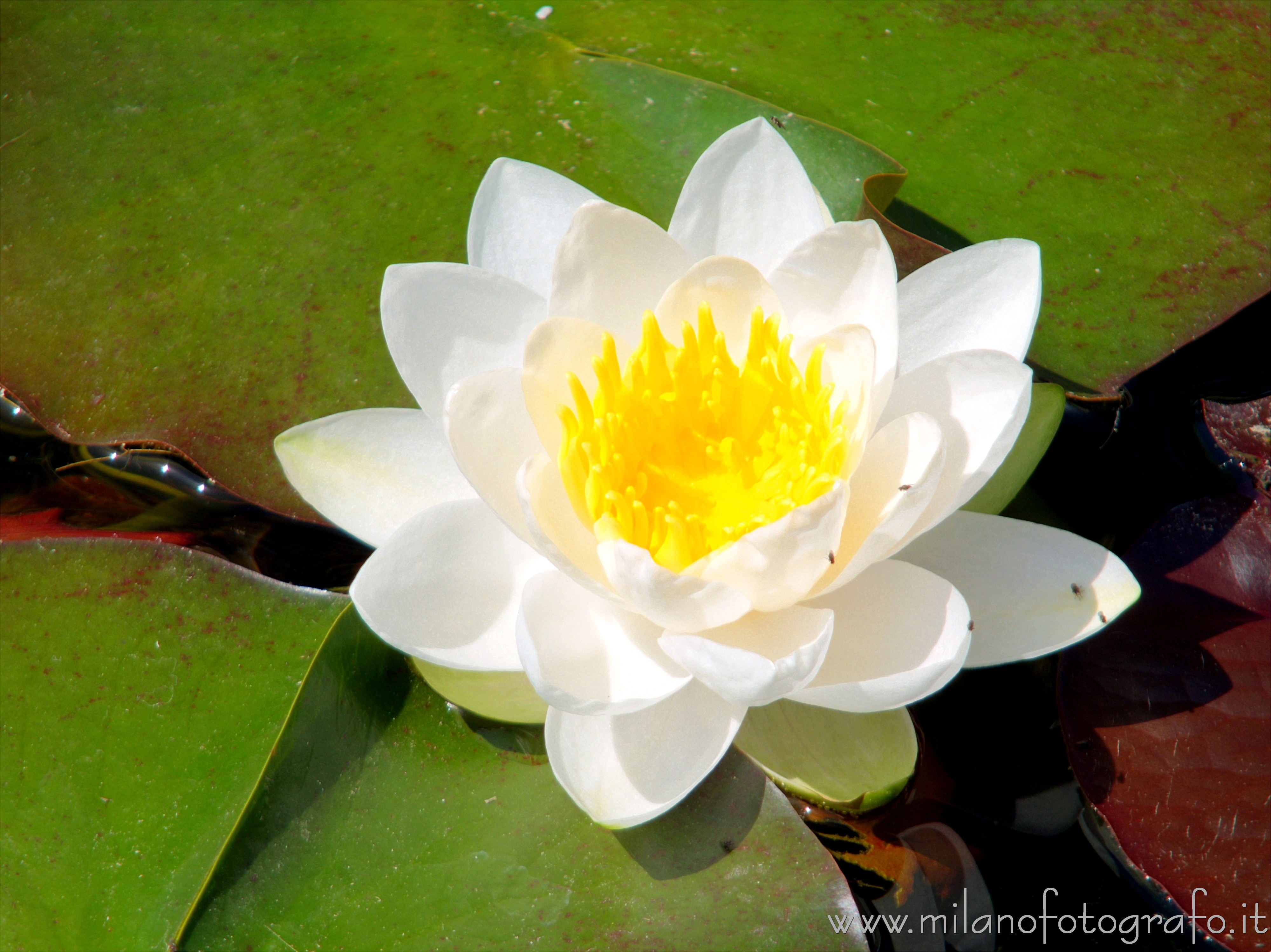 Verbania (Verbano-Cusio-Ossola, Italy) - White water lily flower in the park of Villa Taranto